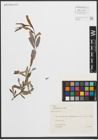 Foto von Salix purpurea L.